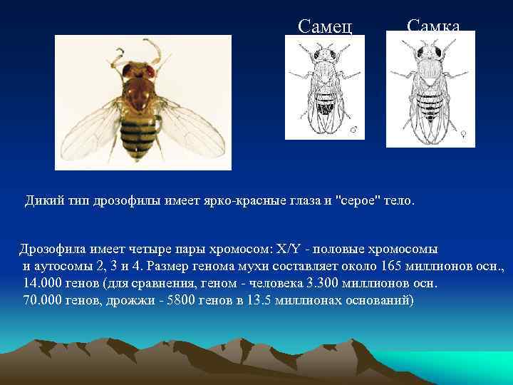 Число хромосом дрозофилы. Дикий Тип мухи дрозофилы. Муха дрозофила строение. Строение глаза мухи дрозофилы.