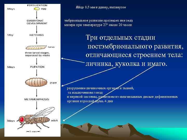 Яйцо 0. 5 мм в длину, вытянутое эмбриональное развитие протекает вне тела матери при