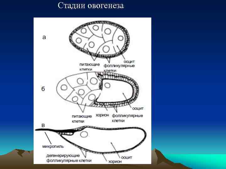 Стадии овогенеза 