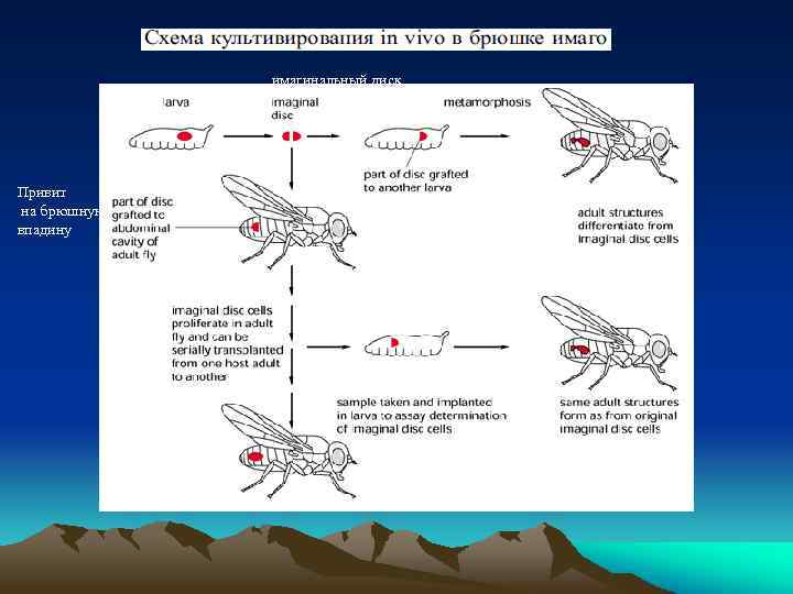 имагинальный диск Привит на брюшную впадину 