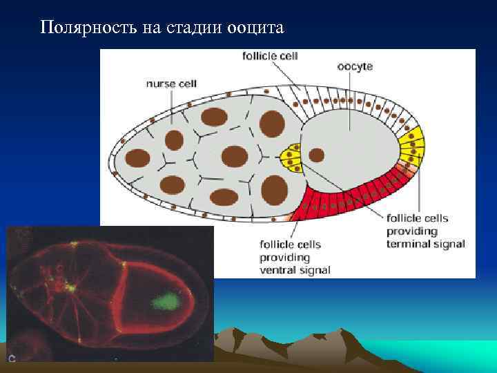 Полярность на стадии ооцита 