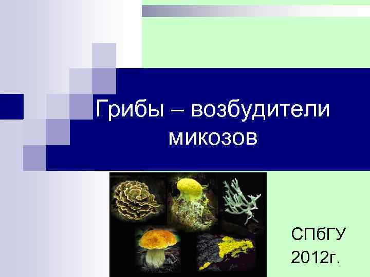 Грибы – возбудители микозов СПб. ГУ 2012 г. 