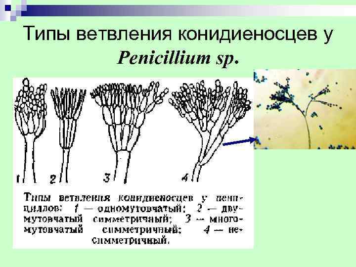 Типы ветвления конидиеносцев у Penicillium sp. 