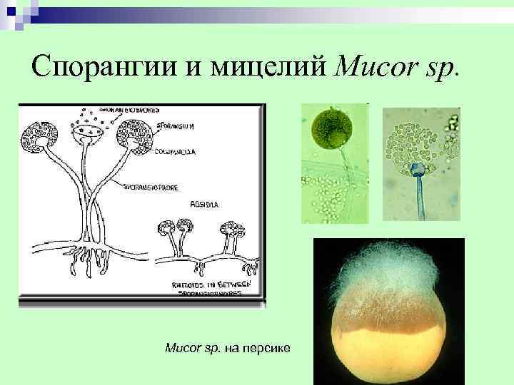 Спорангии и мицелий Mucor sp. на персике 