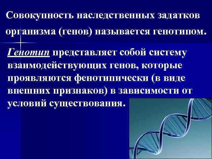 Совокупность наследственных задатков организма (генов) называется генотипом. Генотип представляет собой систему взаимодействующих генов, которые