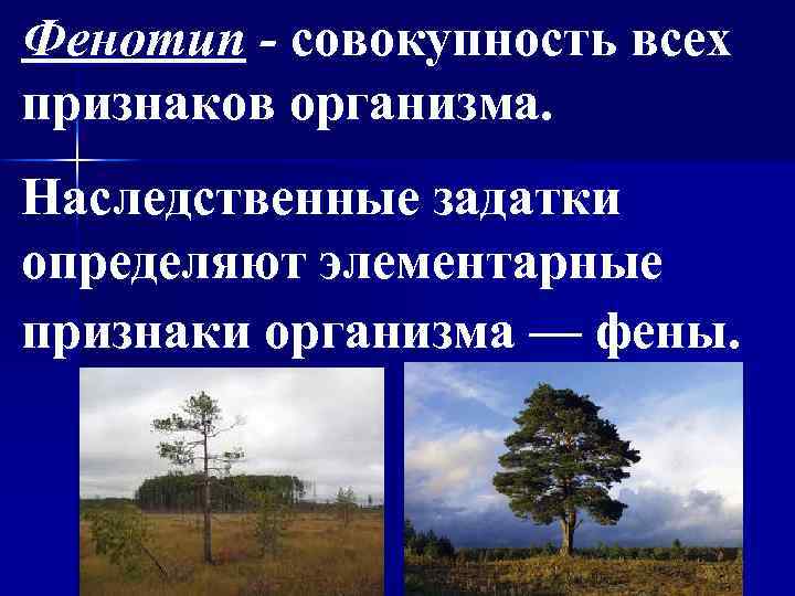 Фенотип - совокупность всех признаков организма. Наследственные задатки определяют элементарные признаки организма — фены.