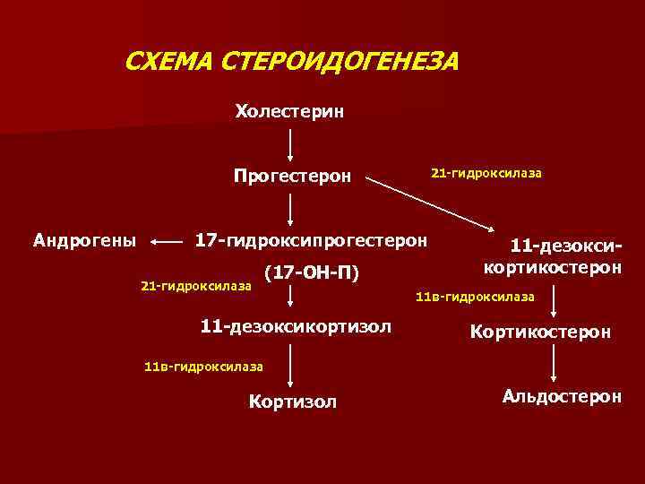 Схема образования андрогенов