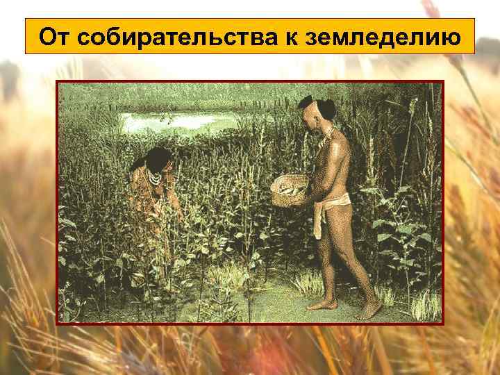 От собирательства к земледелию 