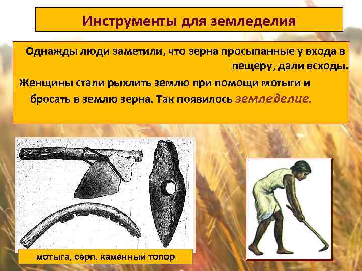 Инструменты для земледелия Однажды люди заметили, что зерна просыпанные у входа в пещеру, дали