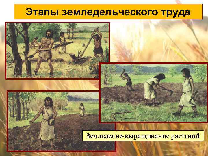 Этапы земледельческого труда Земледелие-выращивание растений 