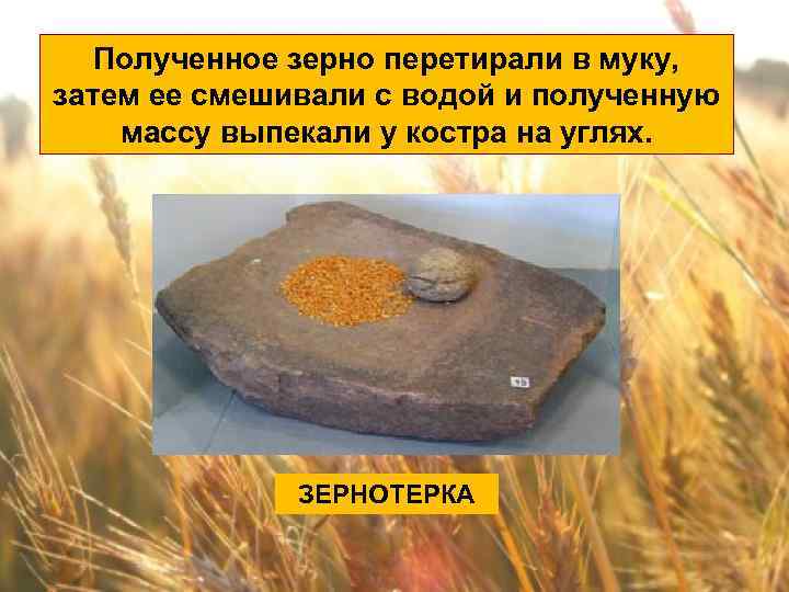 Полученное зерно перетирали в муку, затем ее смешивали с водой и полученную массу выпекали