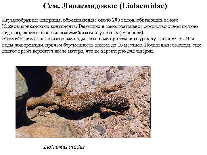 Сем. Лиолемидовые (Liolaemidae) Игуанообразные ящерицы, объединяющие около 200 видов, обитающих на юге Южноамериканского континента.
