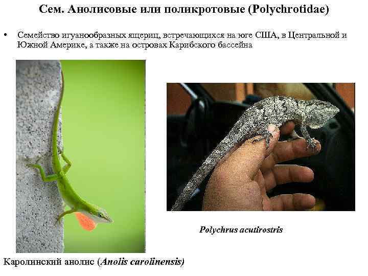 Сем. Анолисовые или поликротовые (Polychrotidae) • Семейство игуанообразных ящериц, встречающихся на юге США, в