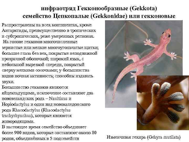 инфраотряд Гекконообразные (Gekkota) семейство Цепкопалые (Gekkonidae) или гекконовые Распространены на всех континентах, кроме Антарктиды,