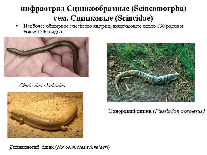инфраотряд Сцинкообразные (Scincomorpha) сем. Сцинковые (Scincidae) • Наиболее обширное семейство ящериц, включающее около 130