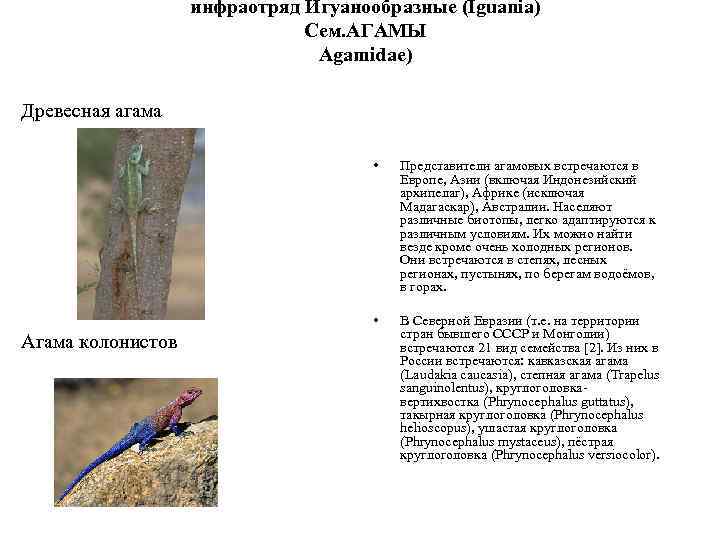 инфраотряд Игуанообразные (Iguania) Сем. АГАМЫ Agamidae) Древесная агама • • Агама колонистов Представители агамовых