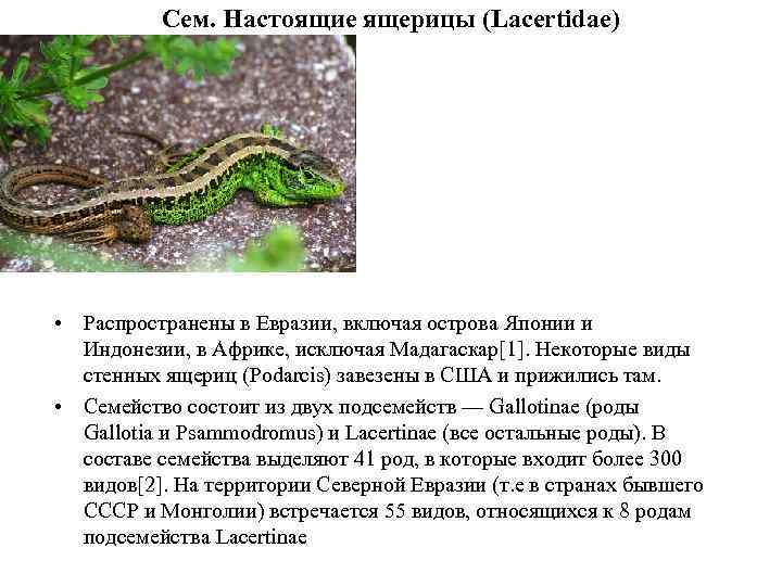 Сем. Настоящие ящерицы (Lacertidae) • Распространены в Евразии, включая острова Японии и Индонезии, в