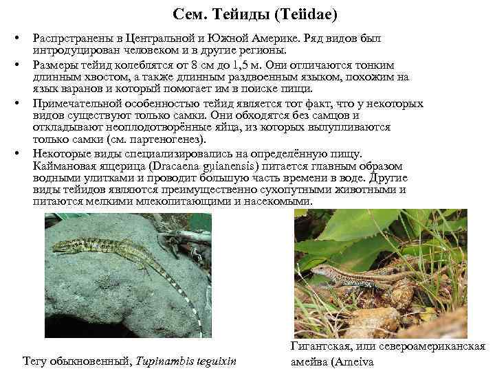 Сем. Тейиды (Teiidae) • • Распрстранены в Центральной и Южной Америке. Ряд видов был