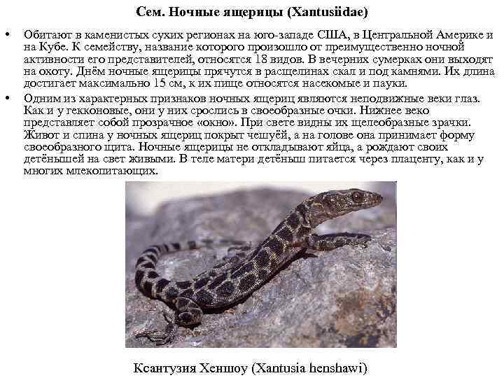 Сем. Ночные ящерицы (Xantusiidae) • • Обитают в каменистых сухих регионах на юго-западе США,