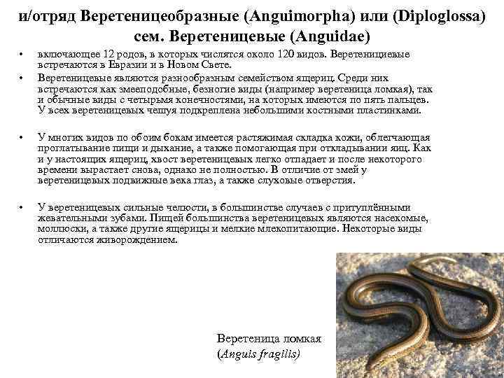 и/отряд Веретеницеобразные (Anguimorpha) или (Diploglossa) сем. Веретеницевые (Anguidae) • • включающее 12 родов, в