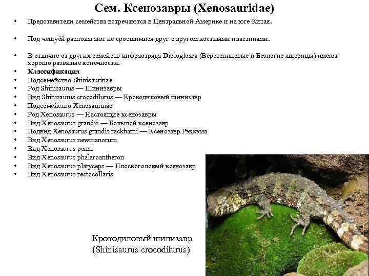 Сем. Ксенозавры (Xenosauridae) • Представители семейства встречаются в Центральной Америке и на юге Китая.
