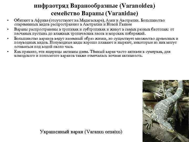 инфраотряд Варанообразные (Varanoidea) семейство Вараны (Varanidae) • • Обитают в Африке (отсутствуют на Мадагаскаре),