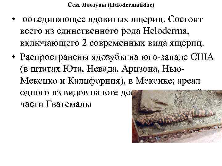 Сем. Ядозубы (Helodermatidae) • объединяющее ядовитых ящериц. Состоит всего из единственного рода Heloderma, включающего