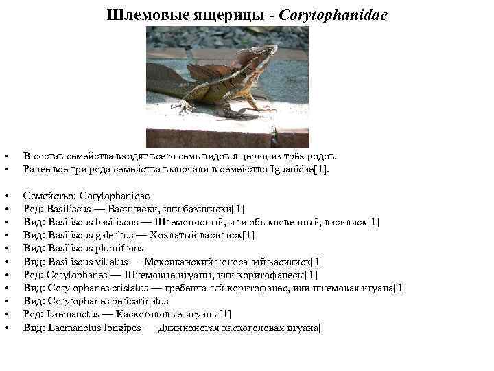 Шлемовые ящерицы - Corytophanidae • • В состав семейства входят всего семь видов ящериц