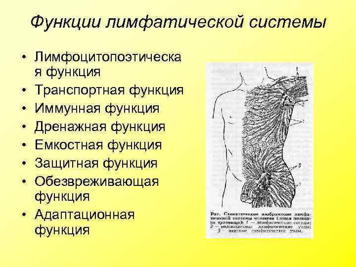 Функции лимфатической системы