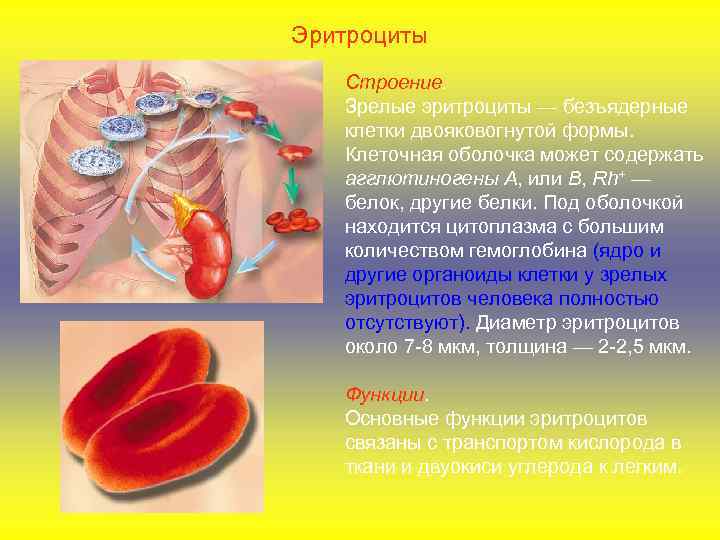 Эритроциты Строение. Зрелые эритроциты — безъядерные клетки двояковогнутой формы. Клеточная оболочка может содержать агглютиногены