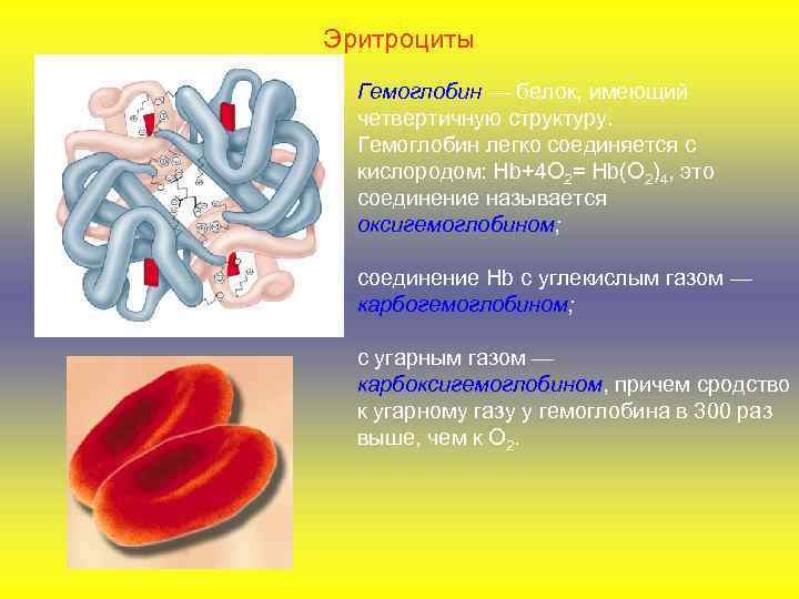 Эритроциты Гемоглобин — белок, имеющий четвертичную структуру. Гемоглобин легко соединяется с кислородом: Hb+4 О