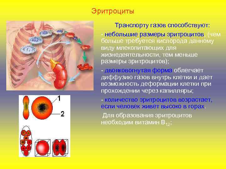 Эритроциты Транспорту газов способствуют: - небольшие размеры эритроцитов, (чем больше требуется кислорода данному виду