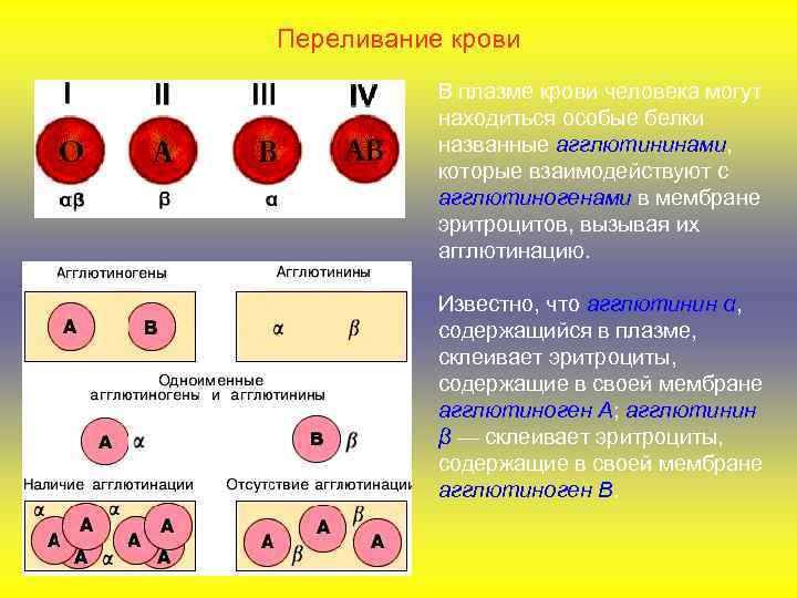 Переливание крови В плазме крови человека могут находиться особые белки названные агглютининами, которые взаимодействуют