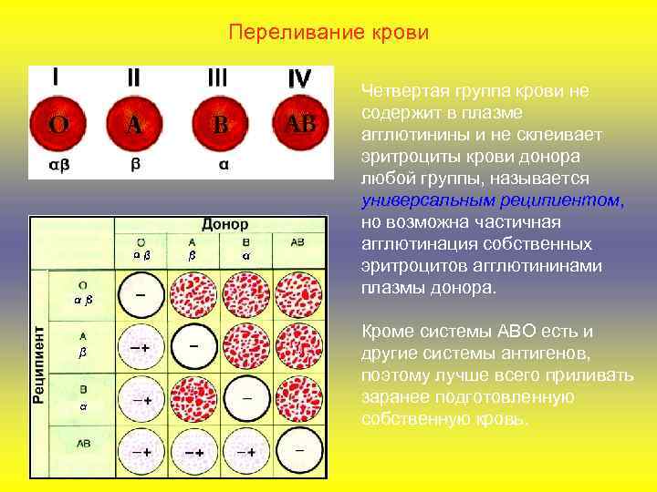 Переливание крови Четвертая группа крови не содержит в плазме агглютинины и не склеивает эритроциты