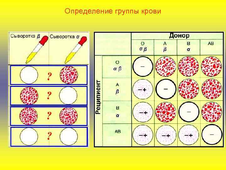 Определение группы крови 