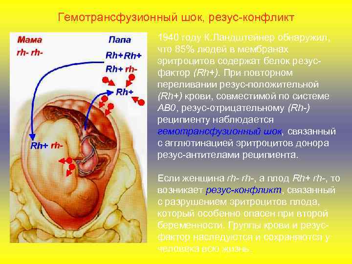 Гемотрансфузионный шок, резус-конфликт 1940 году К. Ландштейнер обнаружил, что 85% людей в мембранах эритроцитов