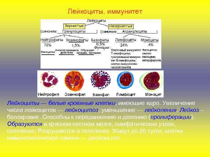 Лейкоциты, иммунитет Лейкоциты — белые кровяные клетки, имеющие ядро. Увеличение числа лейкоцитов — лейкоцитоз,