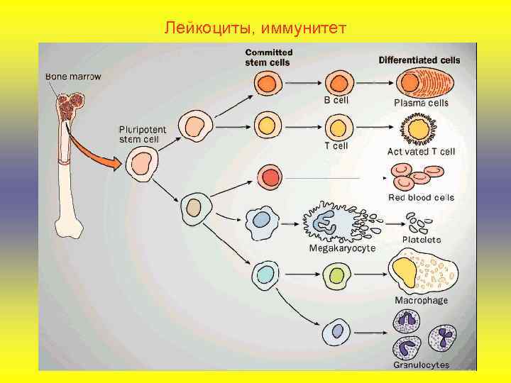 Лейкоциты, иммунитет 