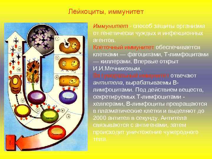 Лейкоциты, иммунитет Иммунитет - способ защиты организма от генетически чуждых и инфекционных агентов. Клеточный