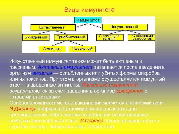 Виды иммунитета Искусственный иммунитет также может быть активным и пассивным. Активный иммунитет развивается после