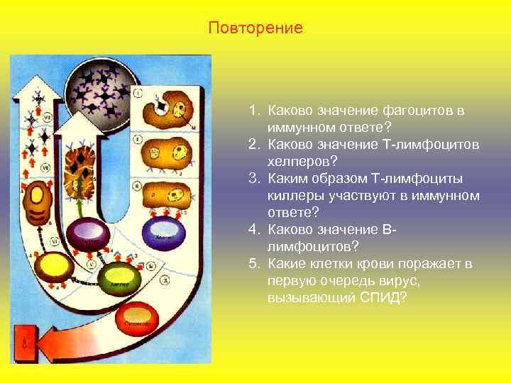 Повторение 1. Каково значение фагоцитов в иммунном ответе? 2. Каково значение Т-лимфоцитов хелперов? 3.