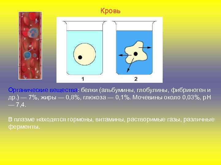 Кровь Органические вещества: белки (альбумины, глобулины, фибриноген и др. ) — 7%, жиры —