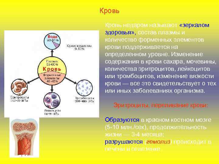 Кровь недаром называют «зеркалом здоровья» , состав плазмы и количество форменных элементов крови поддерживается