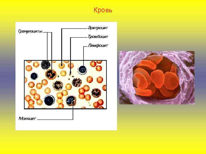 Кровь 