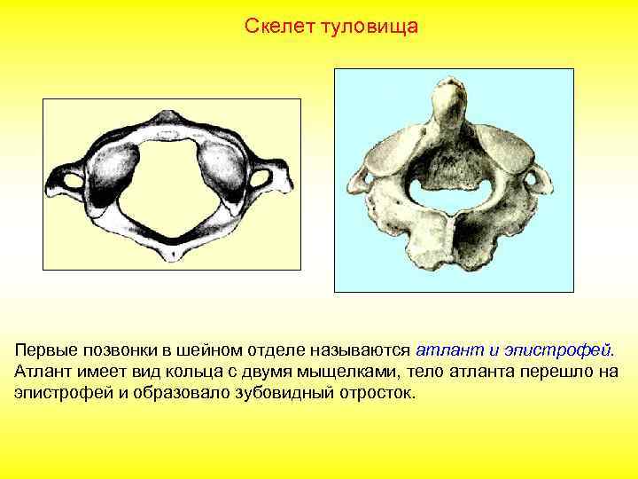 Скелет туловища Первые позвонки в шейном отделе называются атлант и эпистрофей. Атлант имеет вид