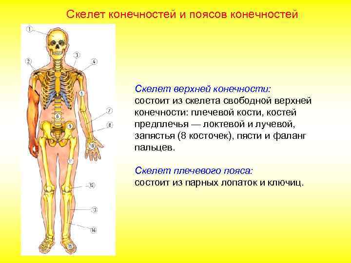 Скелет конечностей и поясов конечностей Скелет верхней конечности: состоит из скелета свободной верхней конечности: