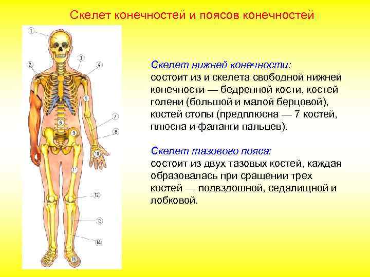 Скелет конечностей и поясов конечностей Скелет нижней конечности: состоит из и скелета свободной нижней
