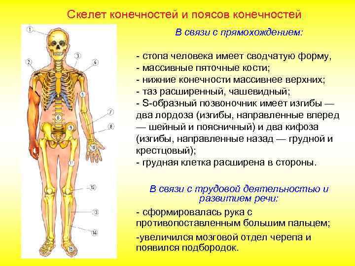 Скелет конечностей и поясов конечностей В связи с прямохождением: - стопа человека имеет сводчатую