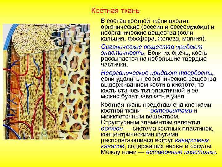 Костная ткань В состав костной ткани входят органические (оссеин и оссеомукоид) и неорганические вещества