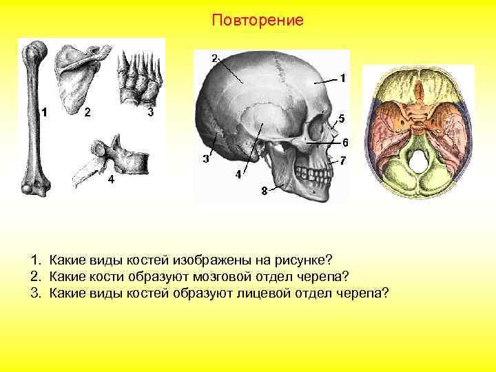 Повторение 1. Какие виды костей изображены на рисунке? 2. Какие кости образуют мозговой отдел